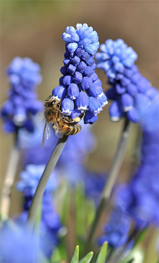 photo "***" tags: nature, macro and close-up, 