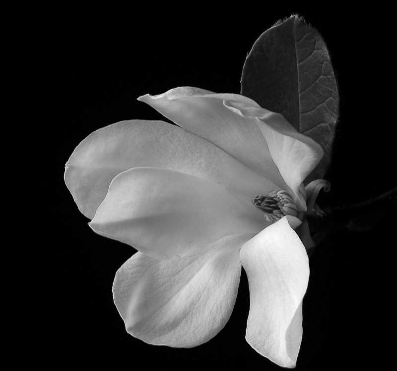 photo "magnolia dr. merrill" tags: macro and close-up, flowers