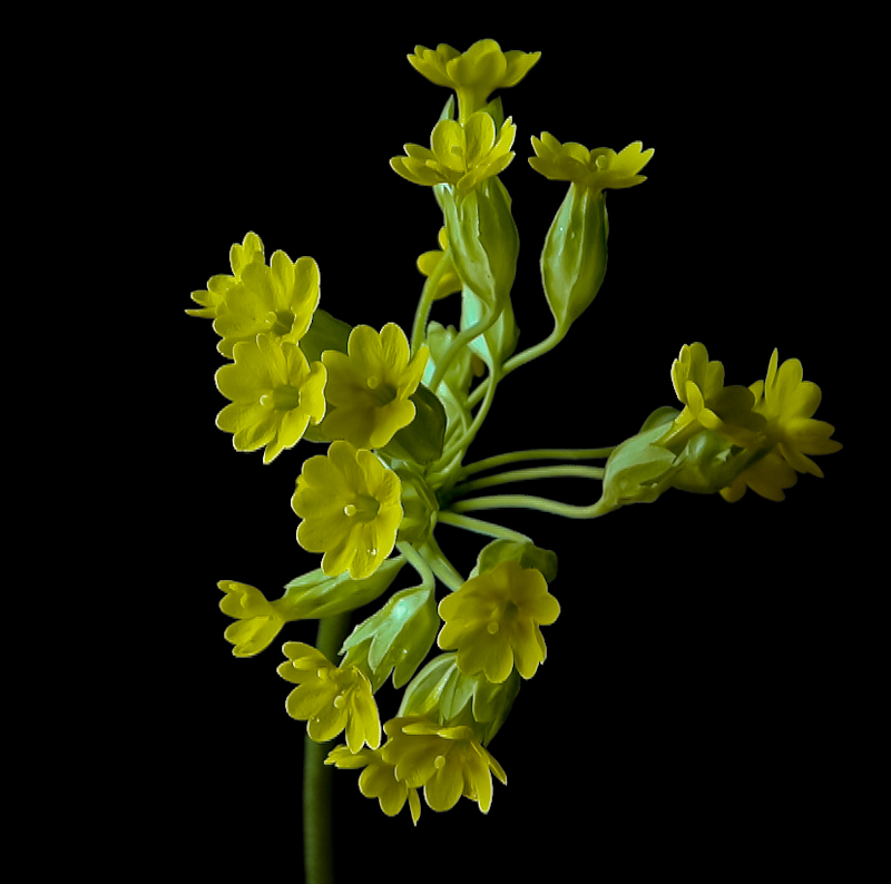photo "cowslip" tags: nature, macro and close-up, flowers, spring