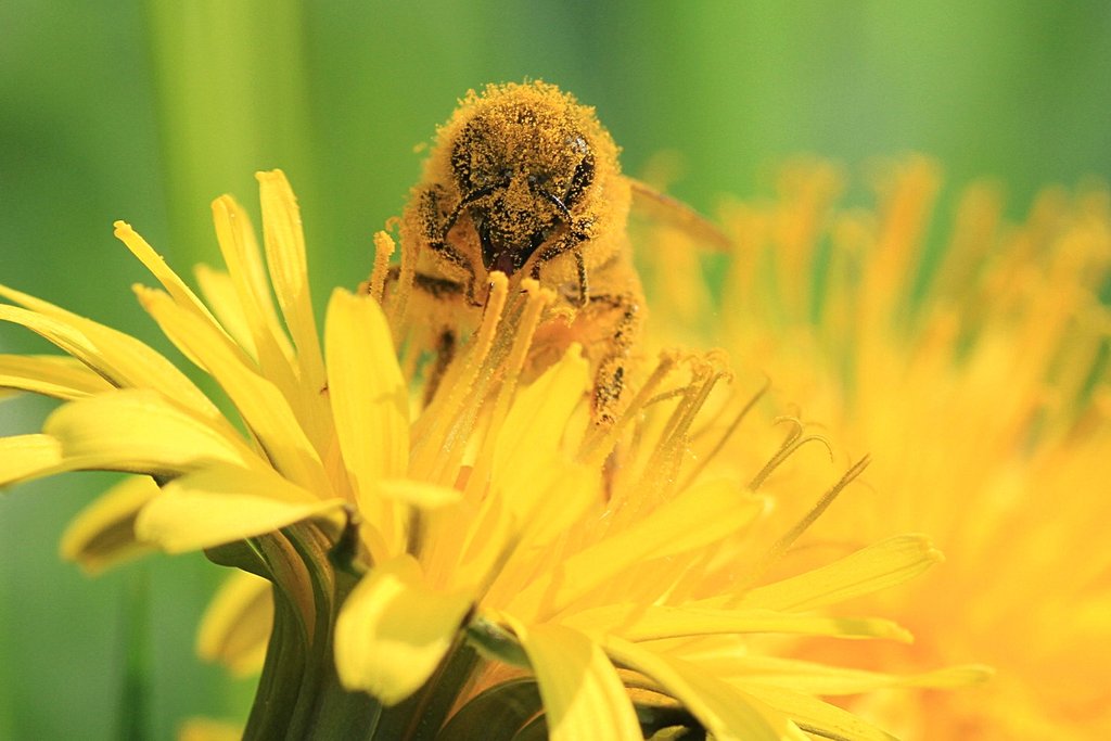 photo "apis mellifera at work" tags: macro and close-up, apis mellifera