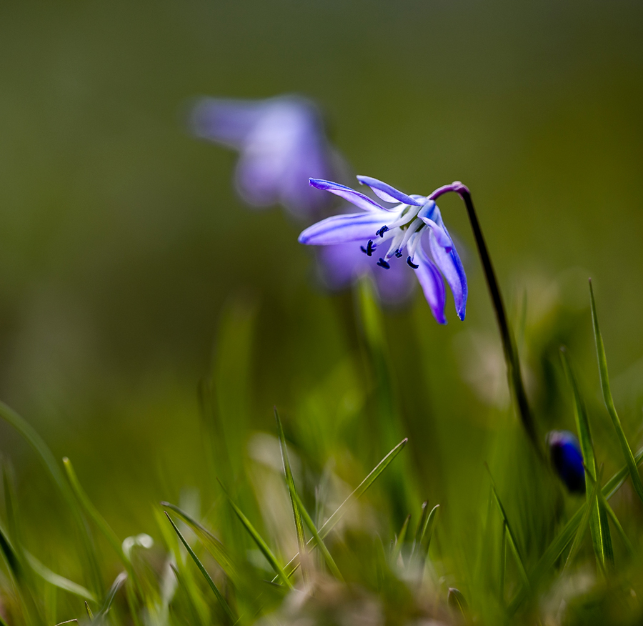 photo "***" tags: macro and close-up, nature, spring, первоцветы, цветок