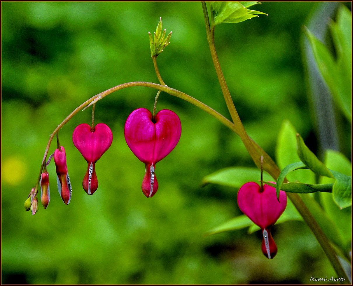 photo "***" tags: nature, fragment, macro and close-up, flowers, spring