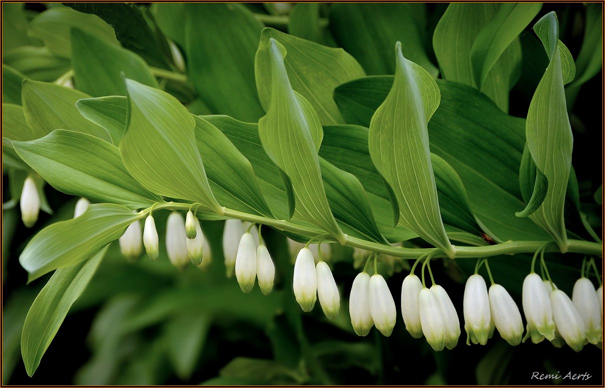 photo "***" tags: nature, fragment, macro and close-up, flowers, spring