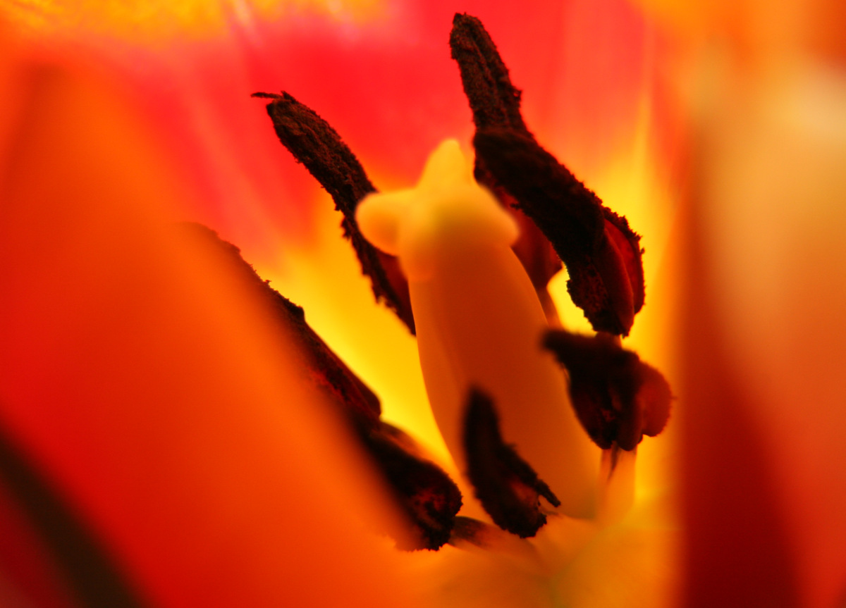 photo "tulip macro" tags: macro and close-up, flowers