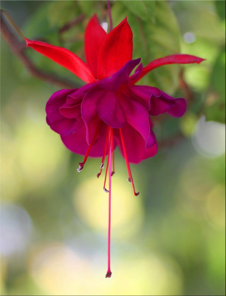 photo "Hang In There" tags: nature, macro and close-up, 