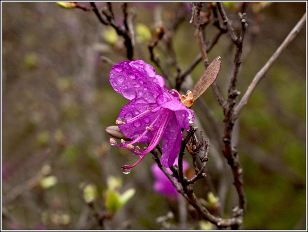 photo "***" tags: macro and close-up, nature, spring, цветы.