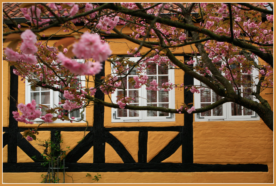 photo "spring everywhere" tags: nature, city, blossom, spring, timbered house, tree