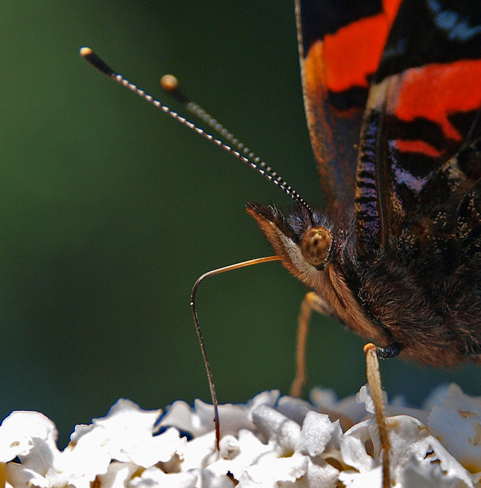 photo "Dig In" tags: nature, macro and close-up, reporting, 