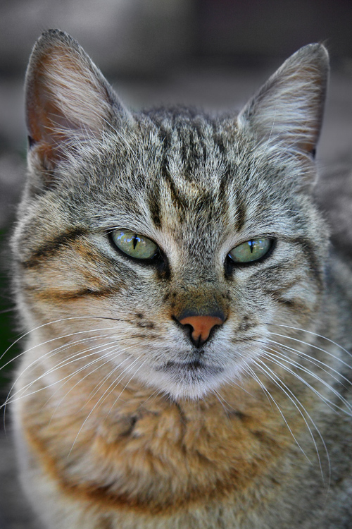 photo "Istanbul Cat" tags: travel, misc., 