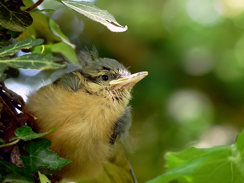 photo "***" tags: nature, wild animals