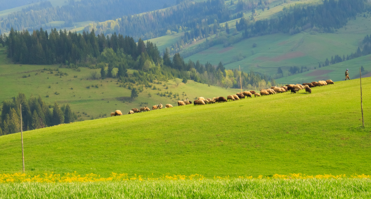 photo "***" tags: landscape, nature, travel, autumn, forest, grass, morning, mountains, pets/farm animals, summer, Карпаты, деревня, лужайка, овцы, пастух, поля, простор, путешествие, сельская, стадо, ферма, холмы, человек