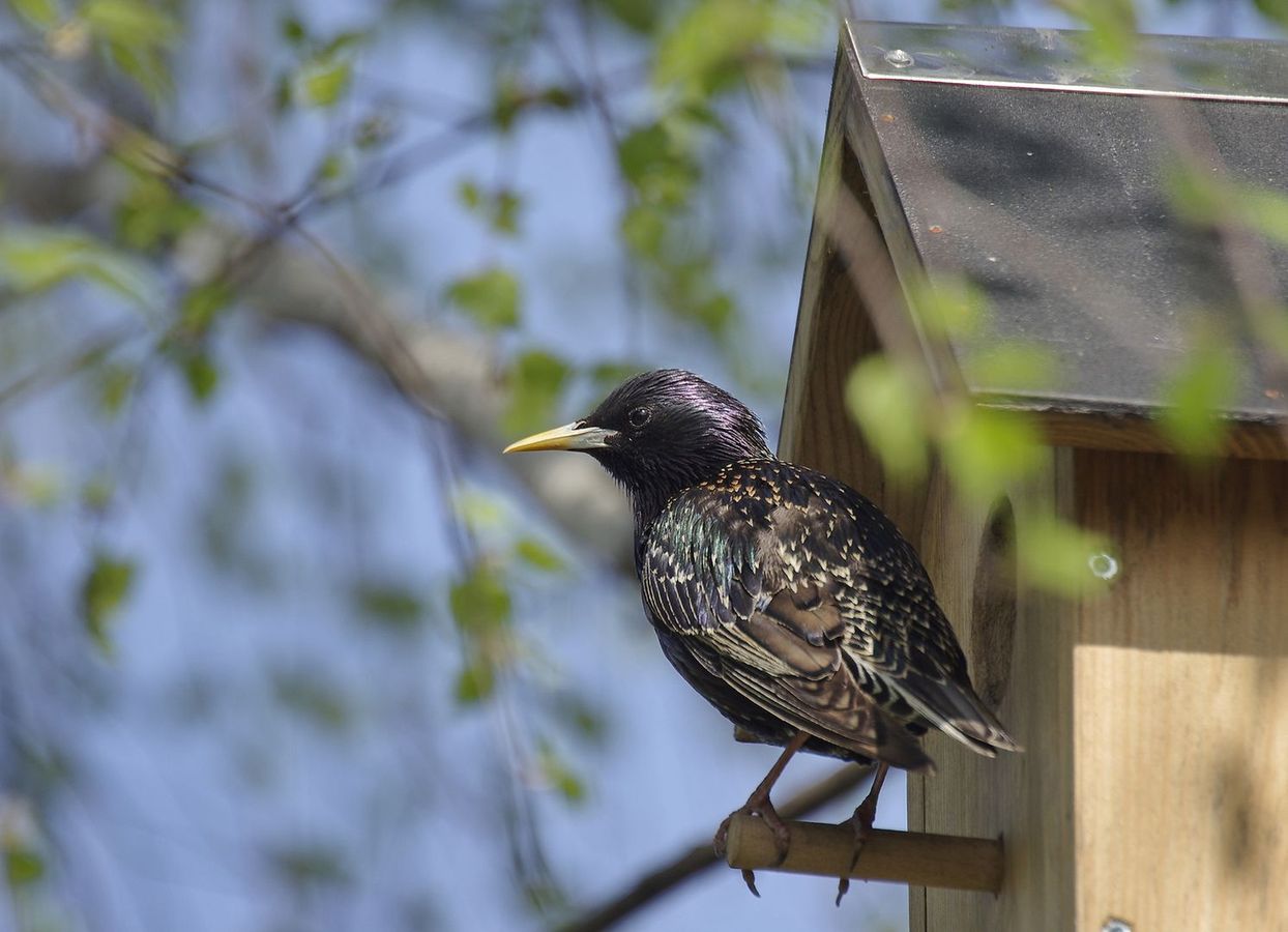 photo "Sturnus vulgaris" tags: nature, 