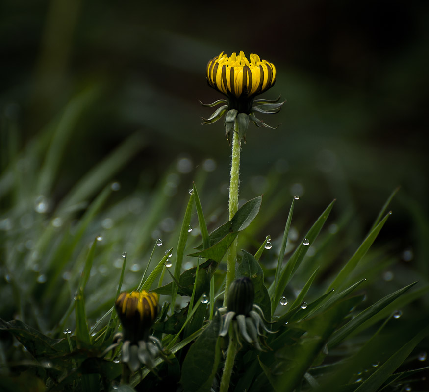 photo "***" tags: nature, macro and close-up, 