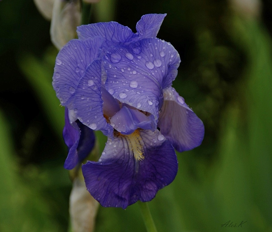 фото "blue flowers" метки: природа, 