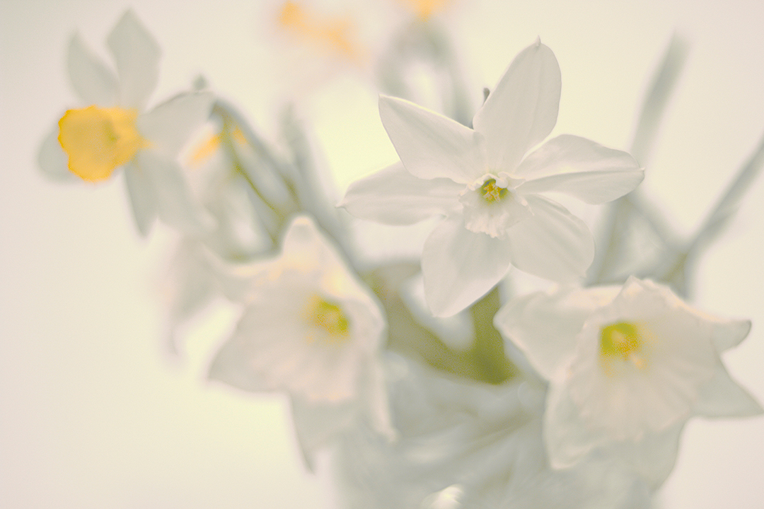 photo "Daffodils" tags: macro and close-up, still life, 