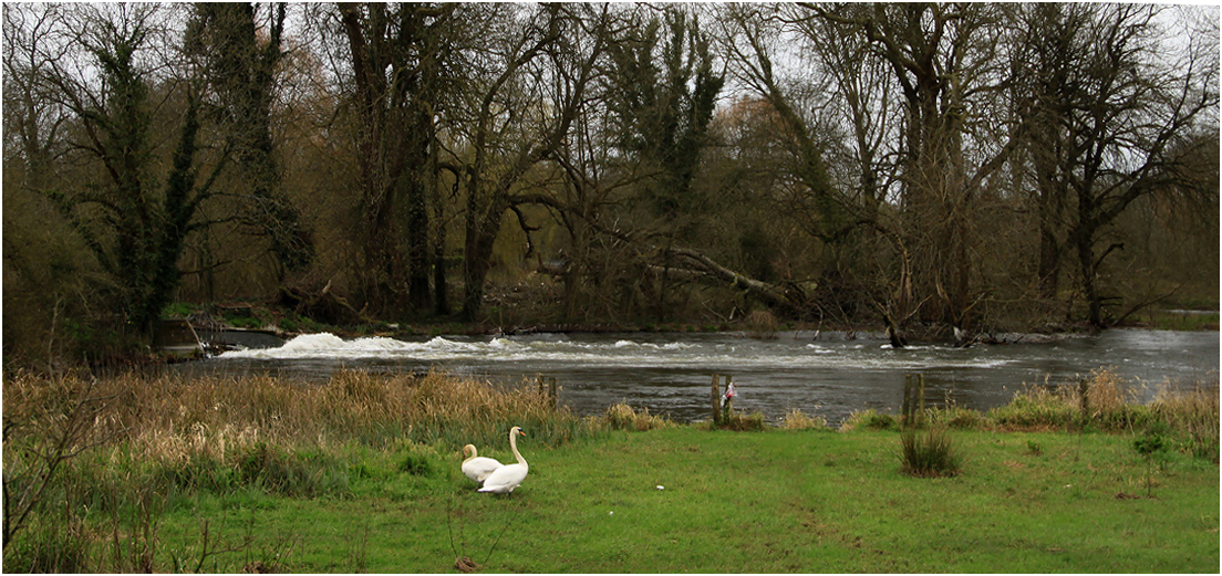 photo "***" tags: nature, spring, water, дерева, лебеди