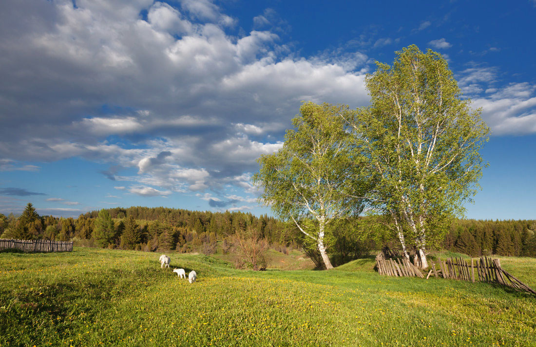 photo "***" tags: landscape, birches, forest, grass, summer, деревня, заборы, козы, поляна