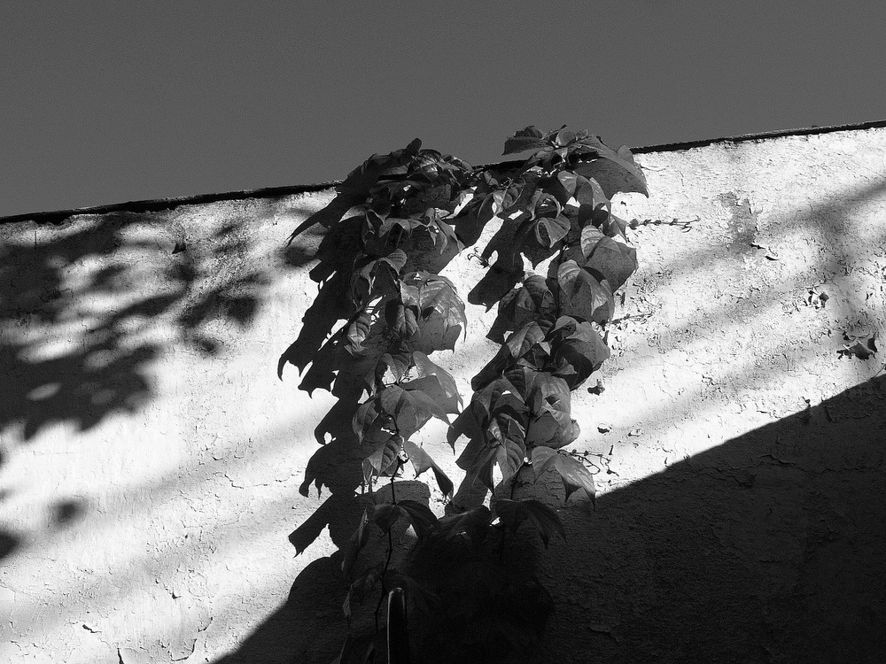 photo "***" tags: black&white, 