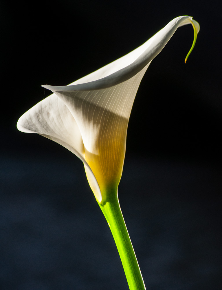 photo "Nature" tags: nature, macro and close-up, abstract, Europe, Lisbon, beauty, portugal, summer