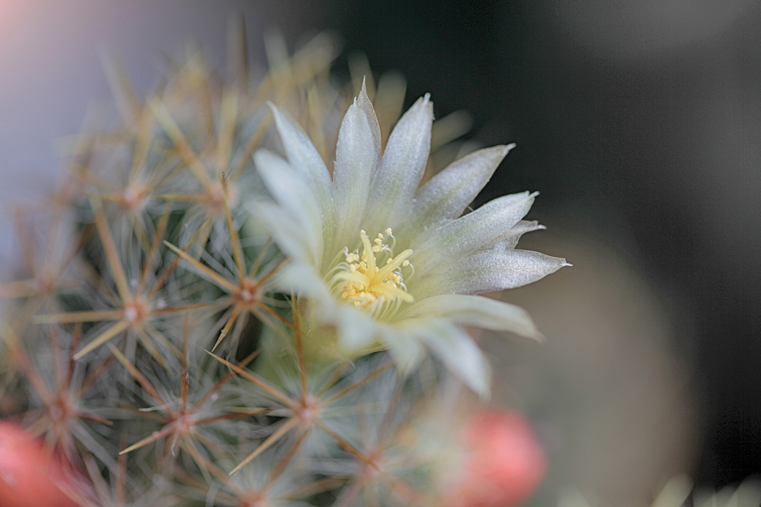 photo "***" tags: macro and close-up, 