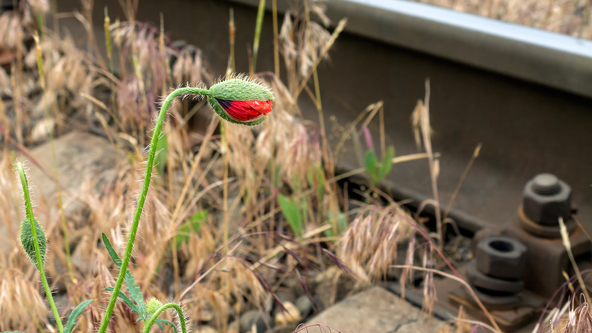 фото "Скоро буду" метки: природа, Мак, железная дорога