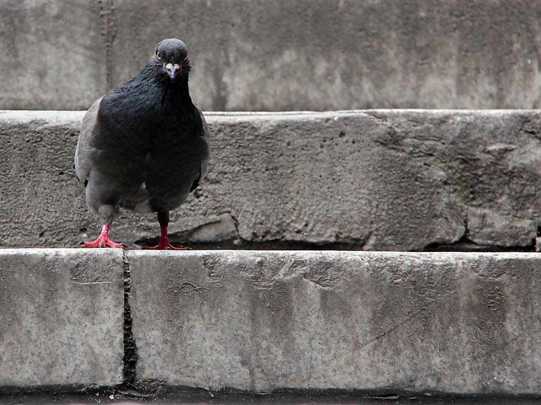 photo "***" tags: misc., bird, голубь