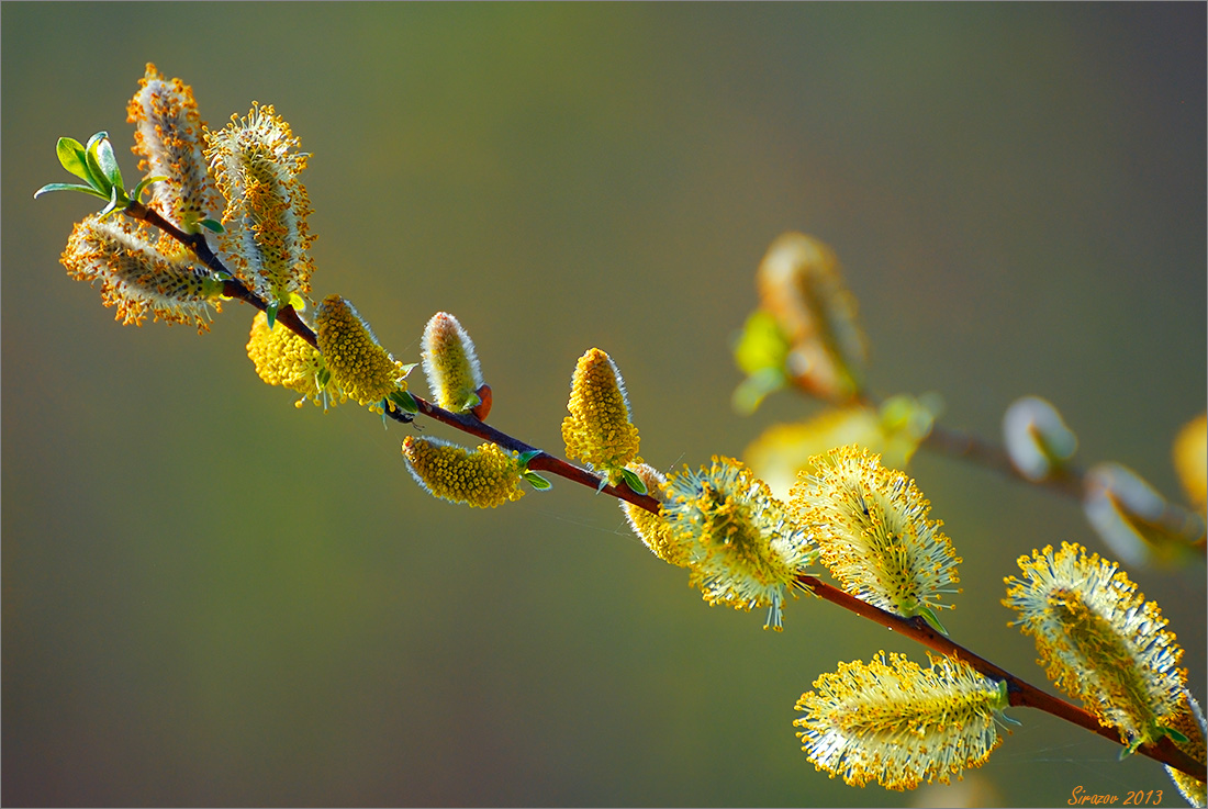 photo "Pussy-willow" tags: nature, macro and close-up, 