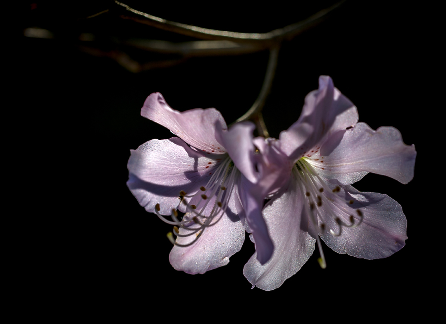 фото "рододендрон" метки: природа, макро и крупный план, цветы
