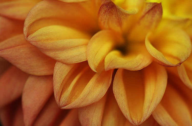 photo "Secrets Beauty" tags: macro and close-up, 