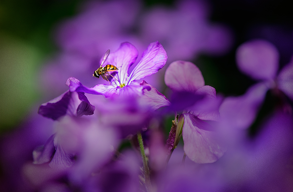 photo "***" tags: macro and close-up, 