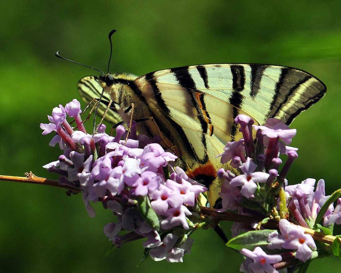 photo "***" tags: nature, macro and close-up, butterfly