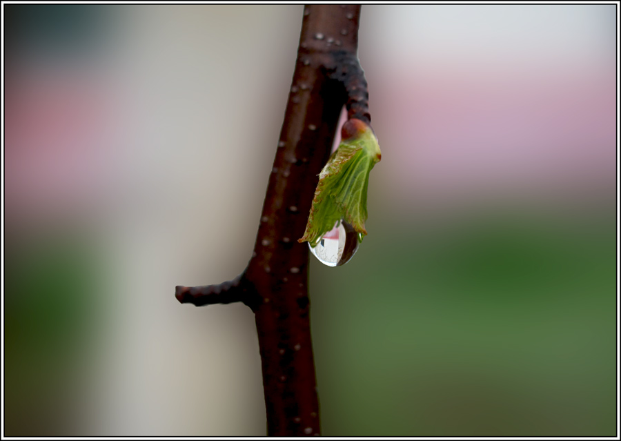 photo "***" tags: nature, spring, water