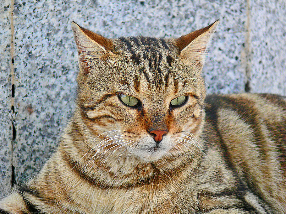 фото "Miau" метки: портрет, стрит-фото, путешествия, 