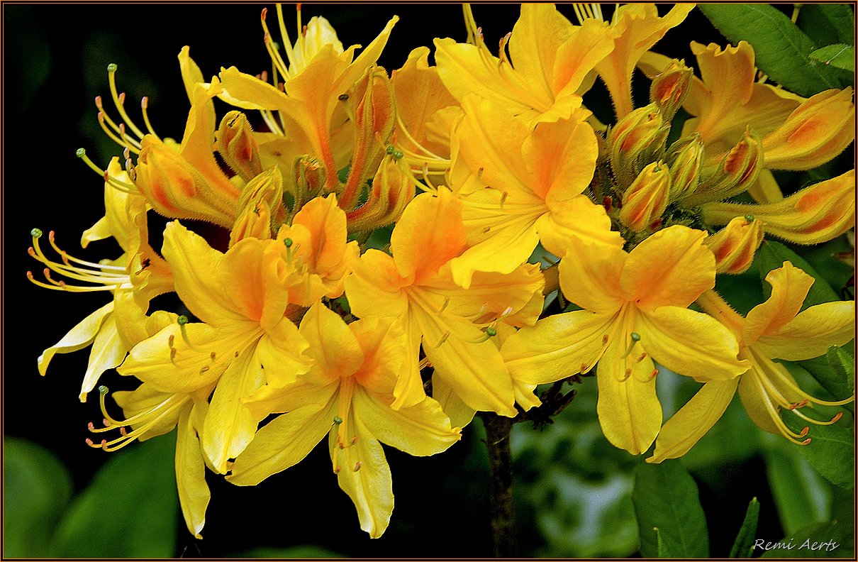 photo "***" tags: nature, macro and close-up, flowers, spring