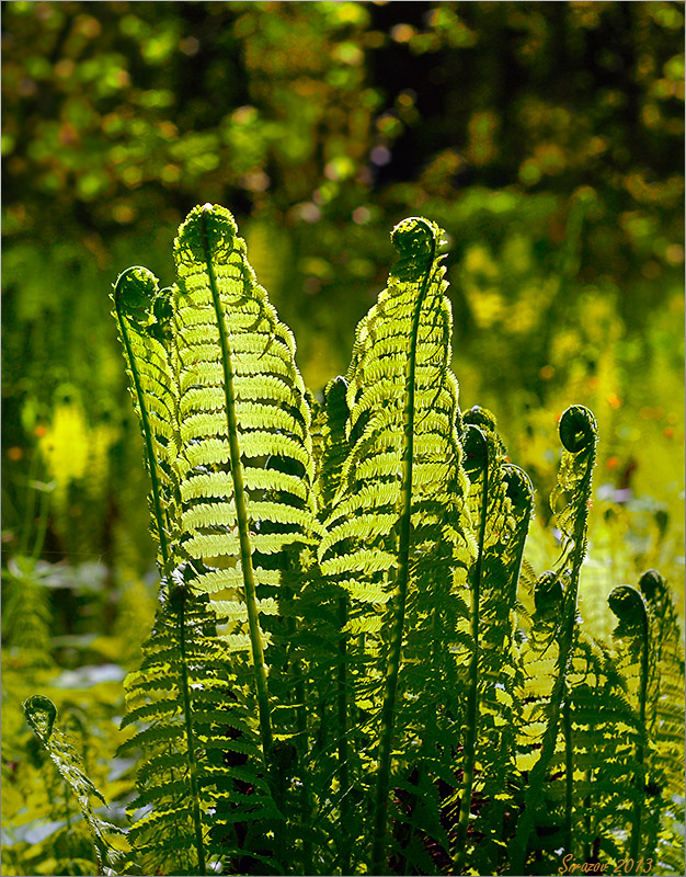 photo "Fern" tags: nature, 