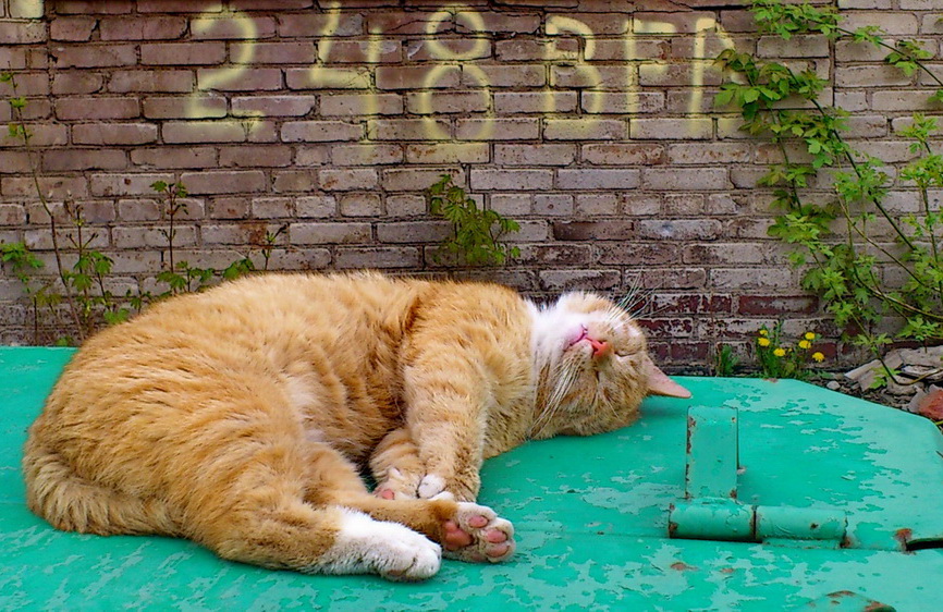 фото "Мелочи Жизни ...Паркинг" метки: город, путешествия, Рыжий кот