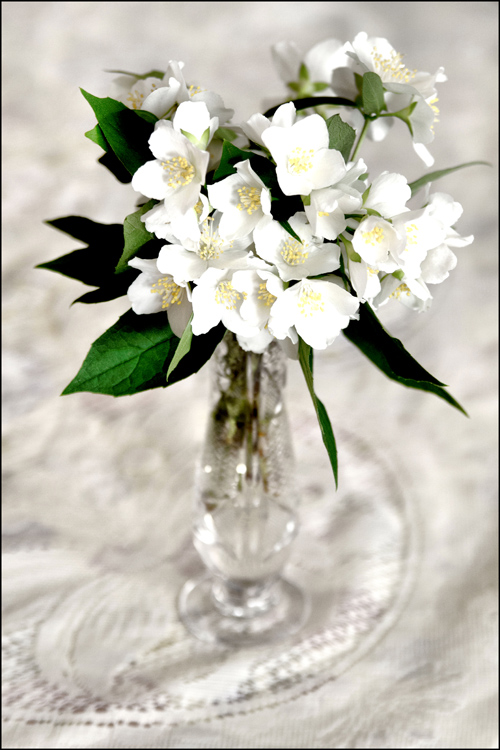 photo "***" tags: genre, nature, still life, 