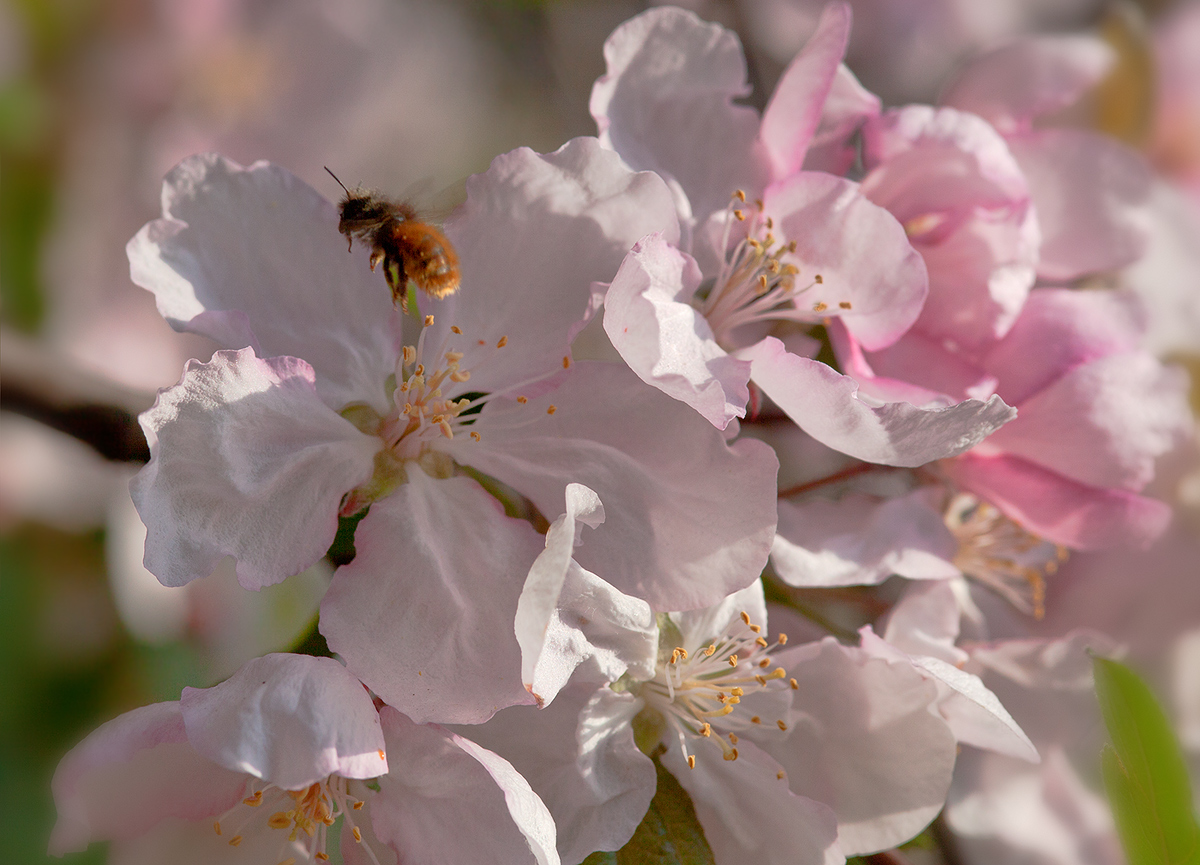 photo "***" tags: landscape, macro and close-up, spring, пчела, яблоня