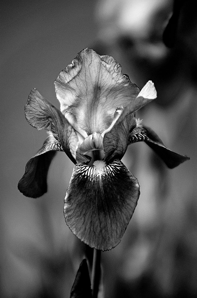 photo "***" tags: black&white, macro and close-up, 