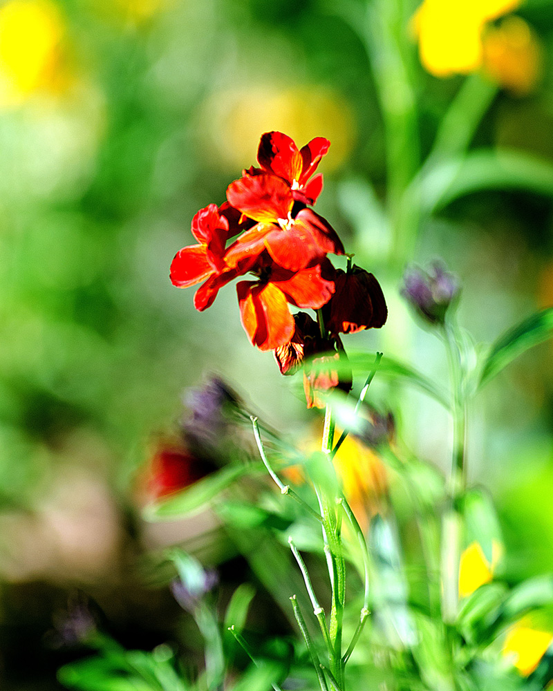 photo "***" tags: macro and close-up, nature, 