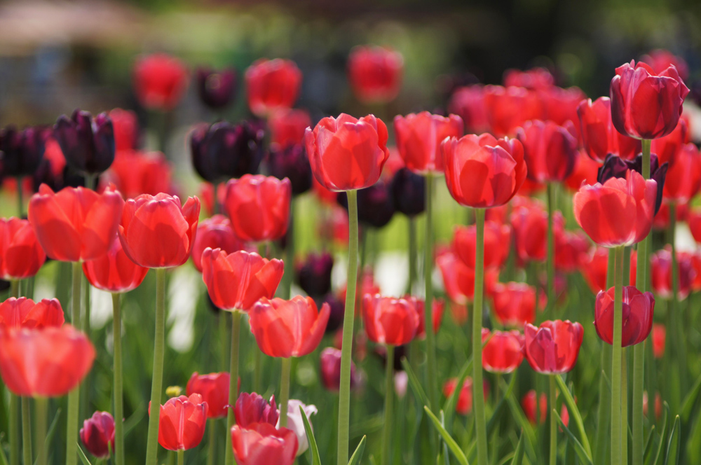 photo "Tulips" tags: nature, 