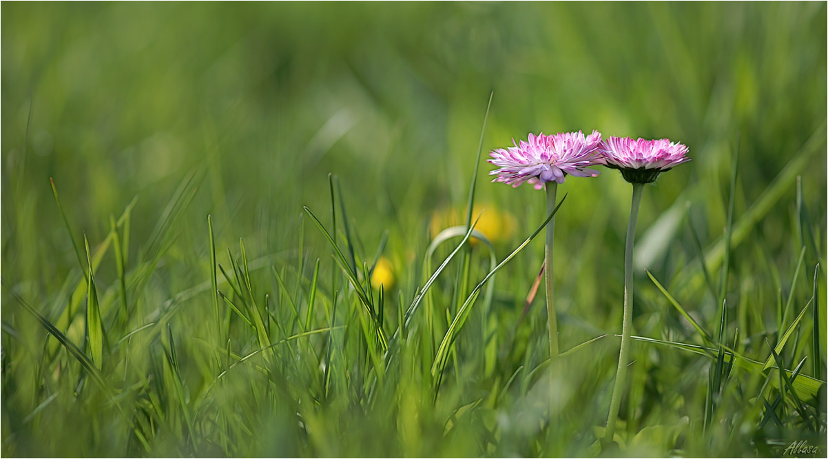 photo "***" tags: nature, 