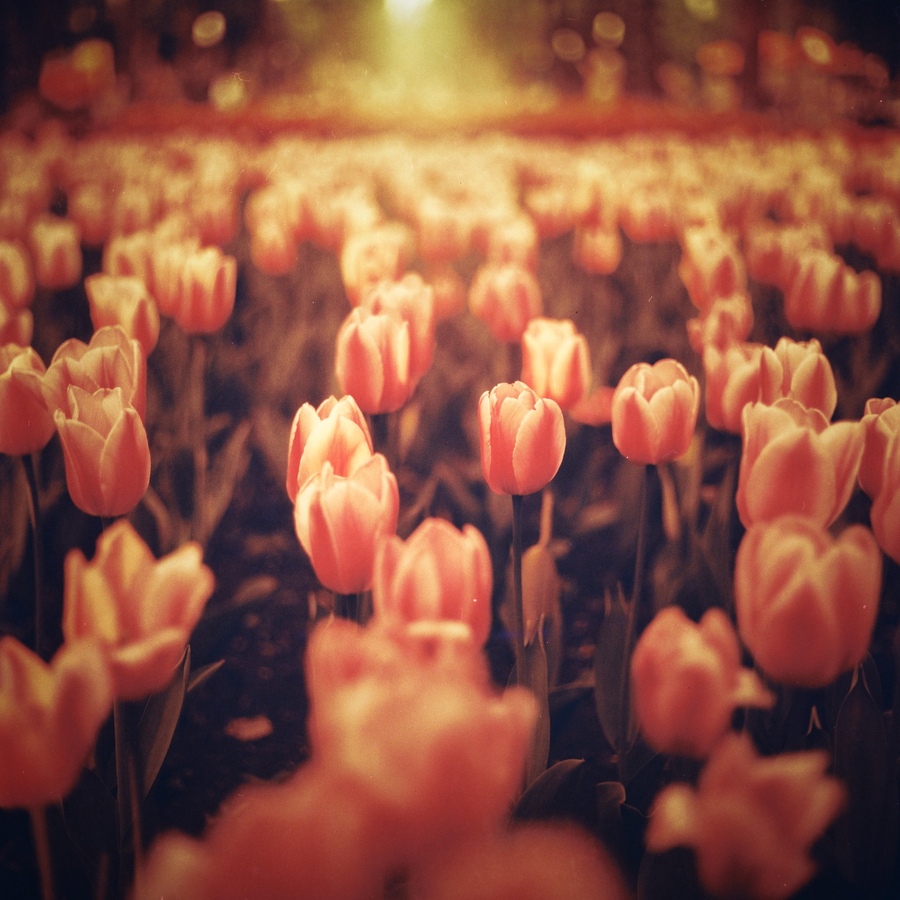 фото "***" метки: природа, 