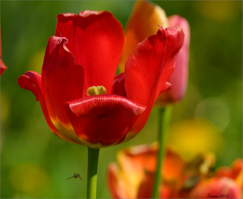 фото "Тюльпаны" метки: природа, макро и крупный план, 