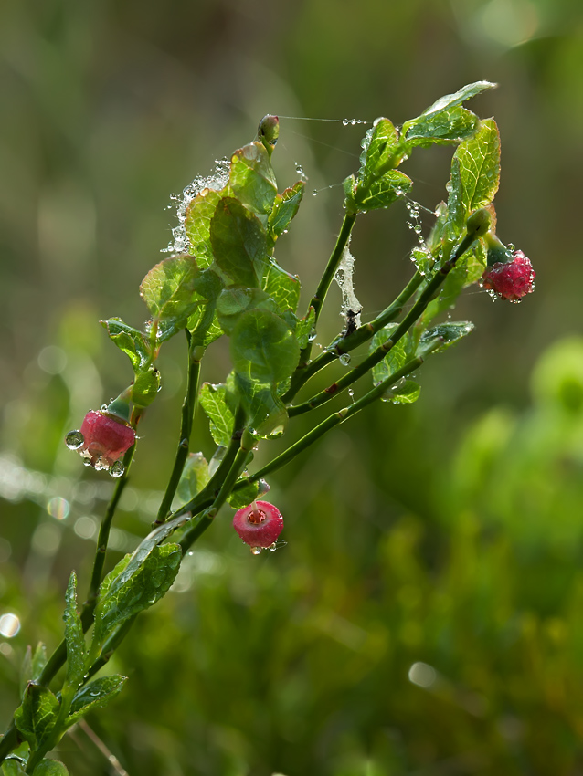 photo "***" tags: macro and close-up, 