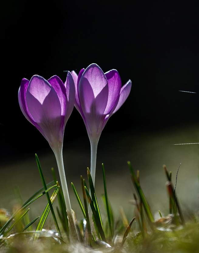 photo "***" tags: nature, macro and close-up, flowers, spring, sun, крокусы, первоцветы