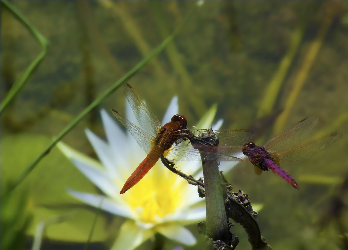photo "May-Day  pond" tags: nature, macro and close-up, dragonfly, стрекозы