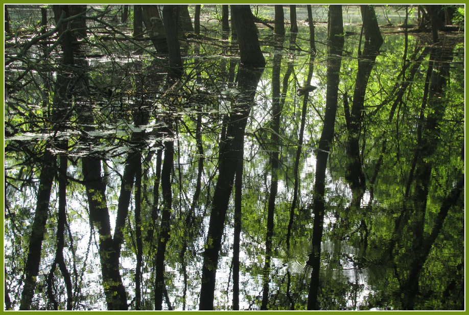 photo "Trees" tags: landscape, nature, trees, water, wood