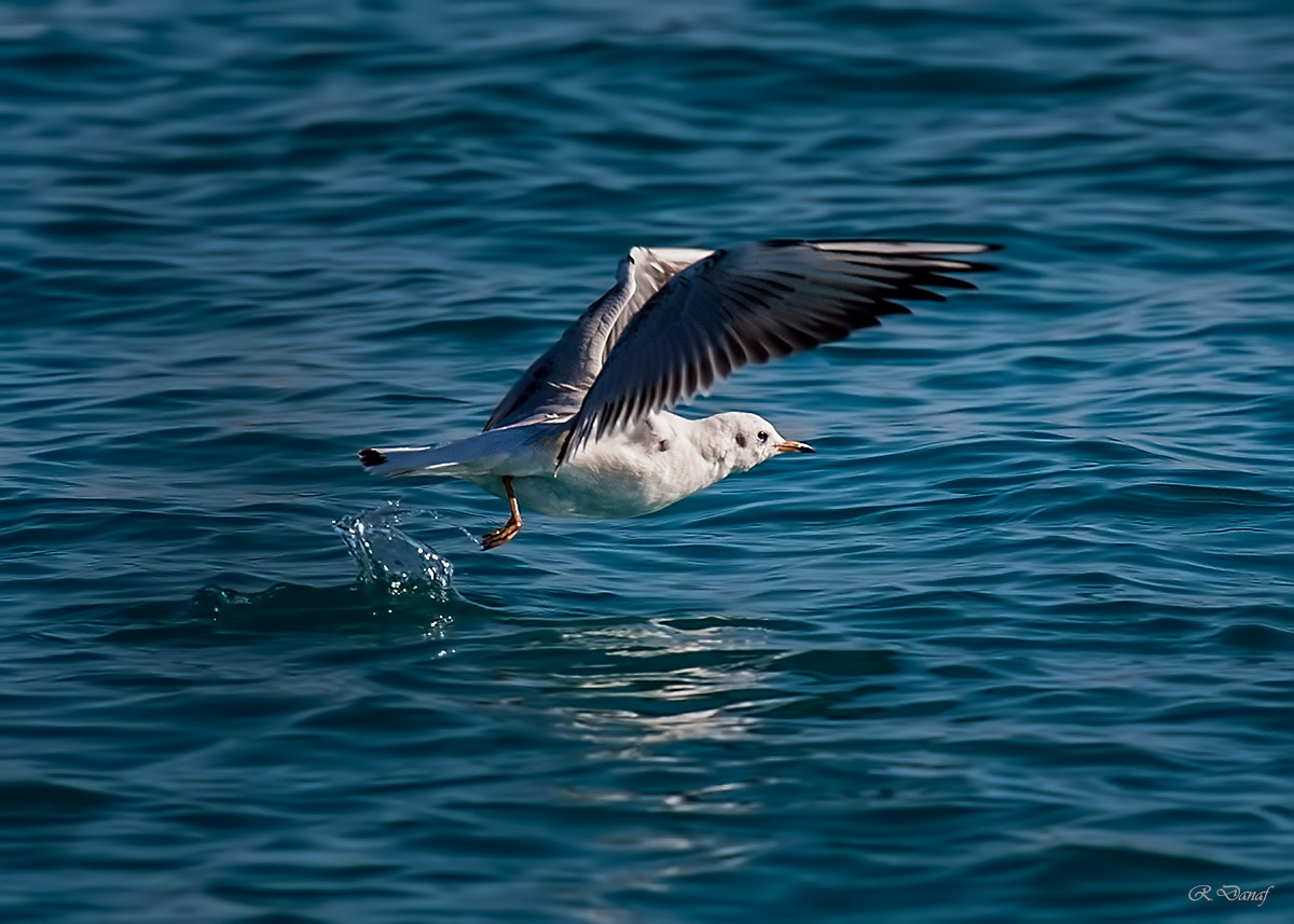 photo "Take off" tags: nature, bird