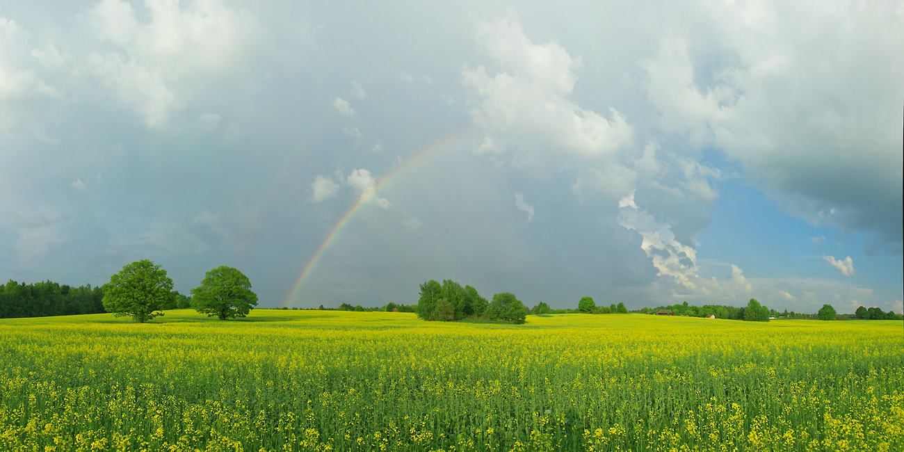 photo "***" tags: landscape, clouds, field, rainbow, sky, Беларусь, дубы